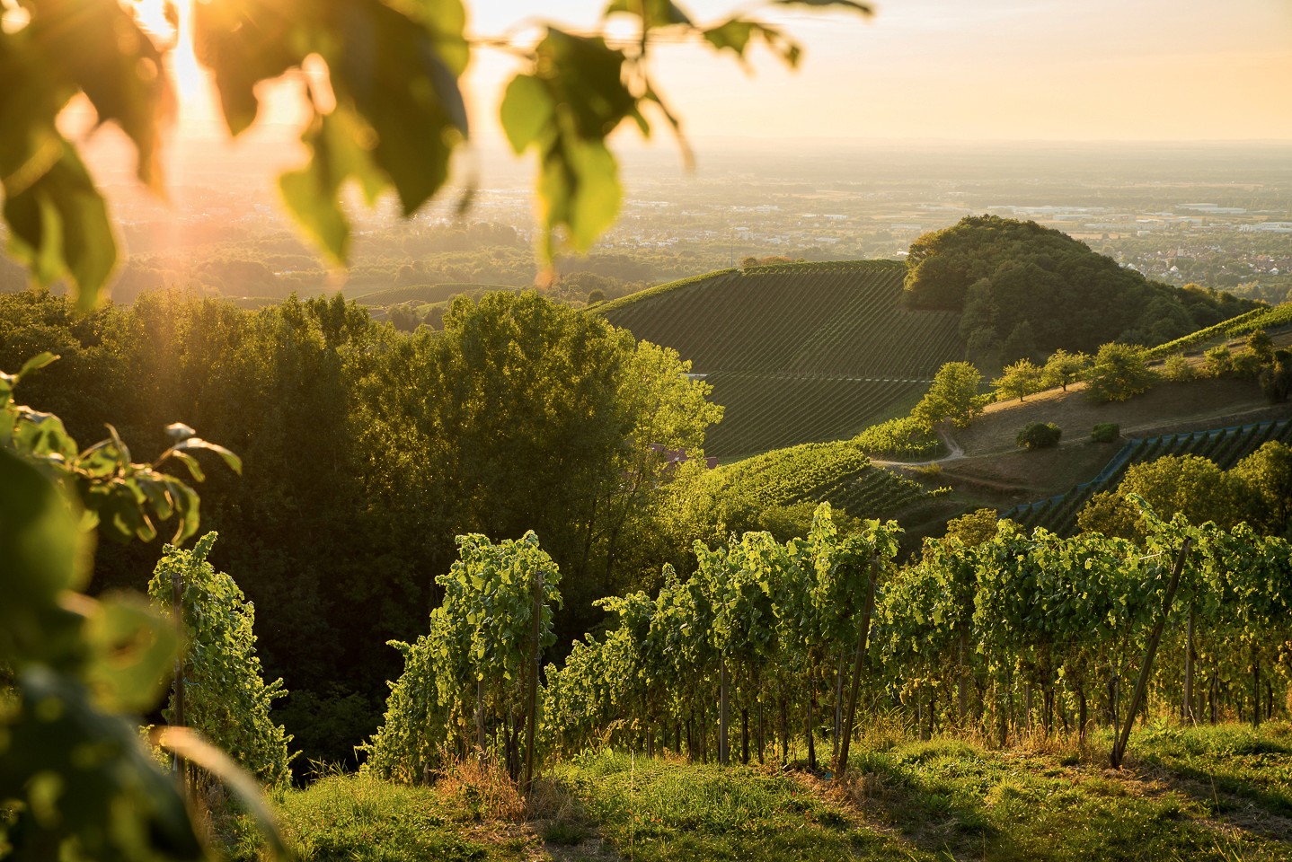 Baden wine 巴登葡萄酒 Müller-Thurgau酒 Baden Pinot Noir Grauburgunder 酒 德國葡萄酒產區 巴登葡萄園 巴登葡萄 Baden grape 黑森林葡萄酒 巴登氣候特徵 Baden葡萄酒 巴登著名酒莊 VDP.Gutswein（德國名莊聯盟） 巴登白葡萄酒