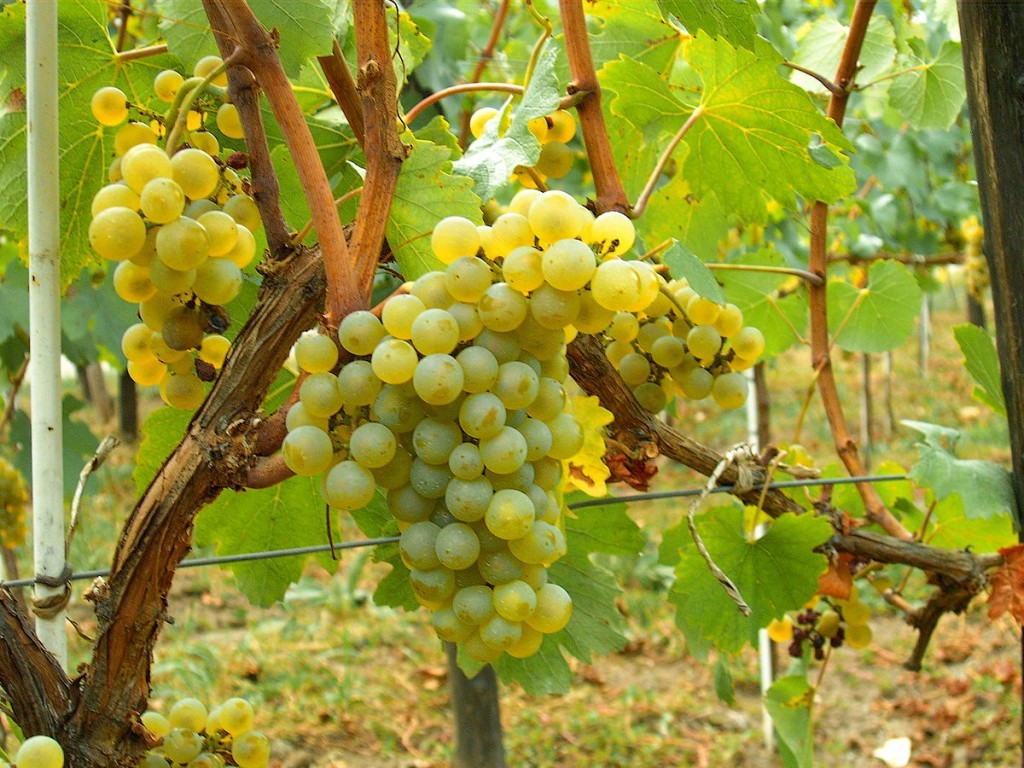 Chardonnay（霞多麗）