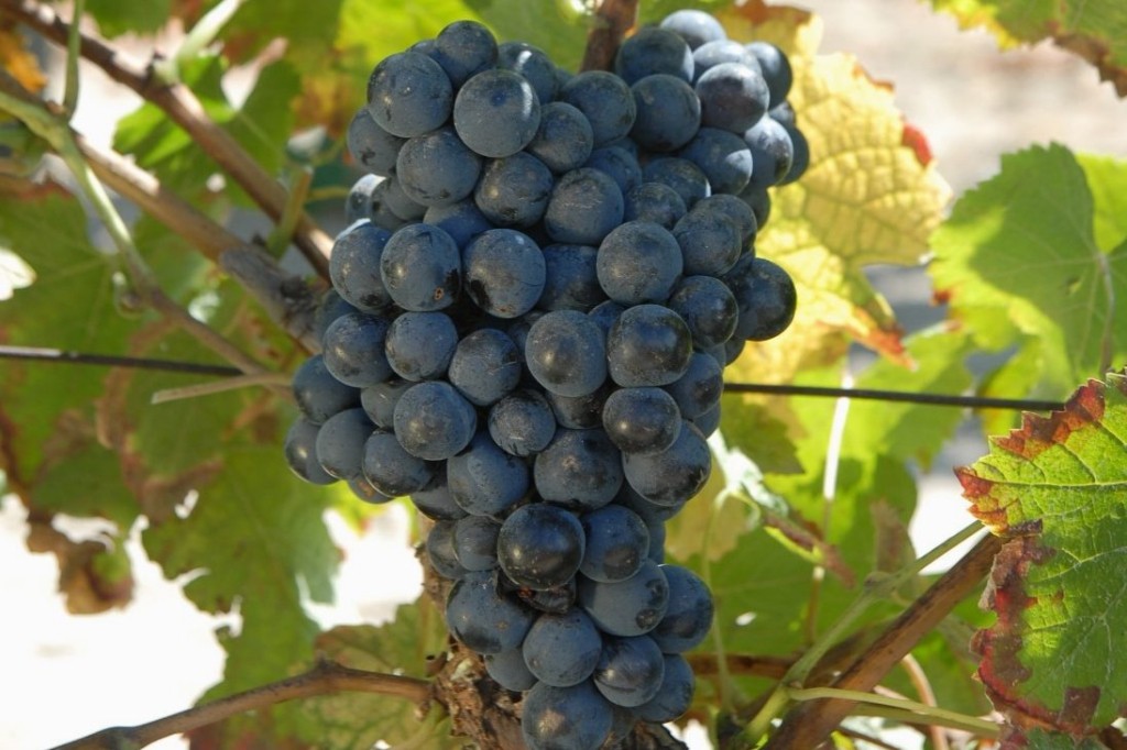 Merlot（梅洛）