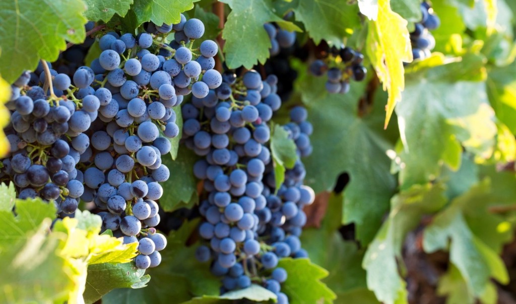 Cabernet Sauvignon（赤霞珠）
