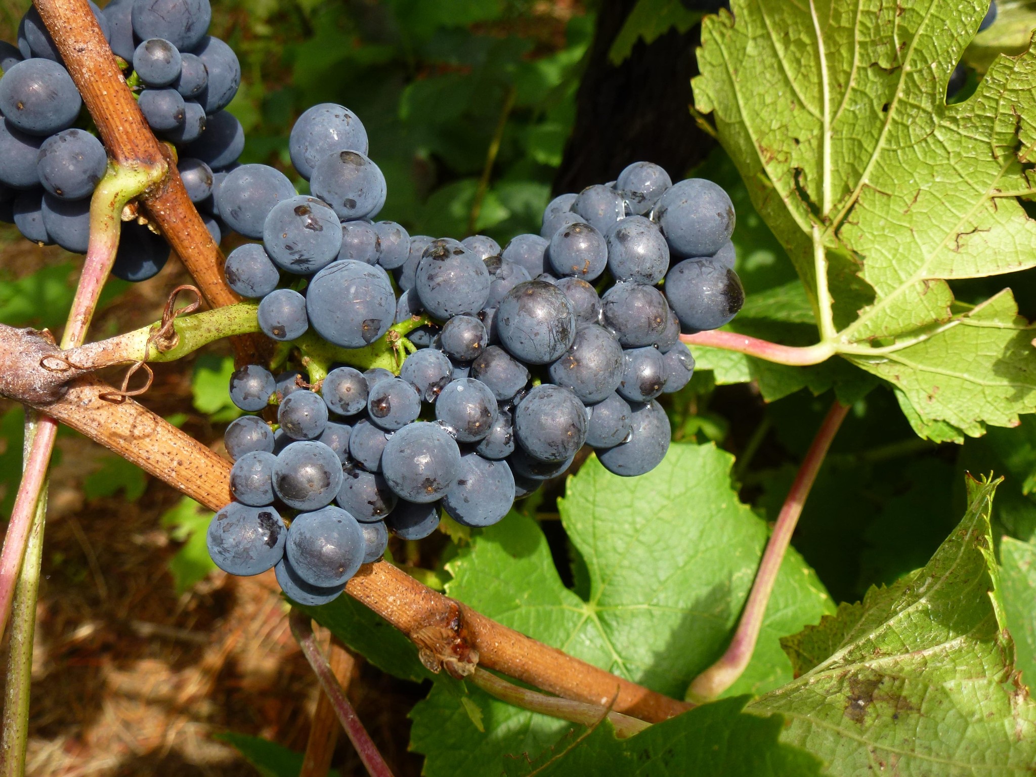 Pinot Noir（黑皮諾）