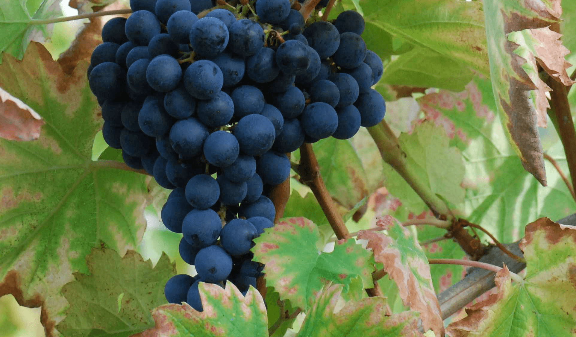 Mourvedre 