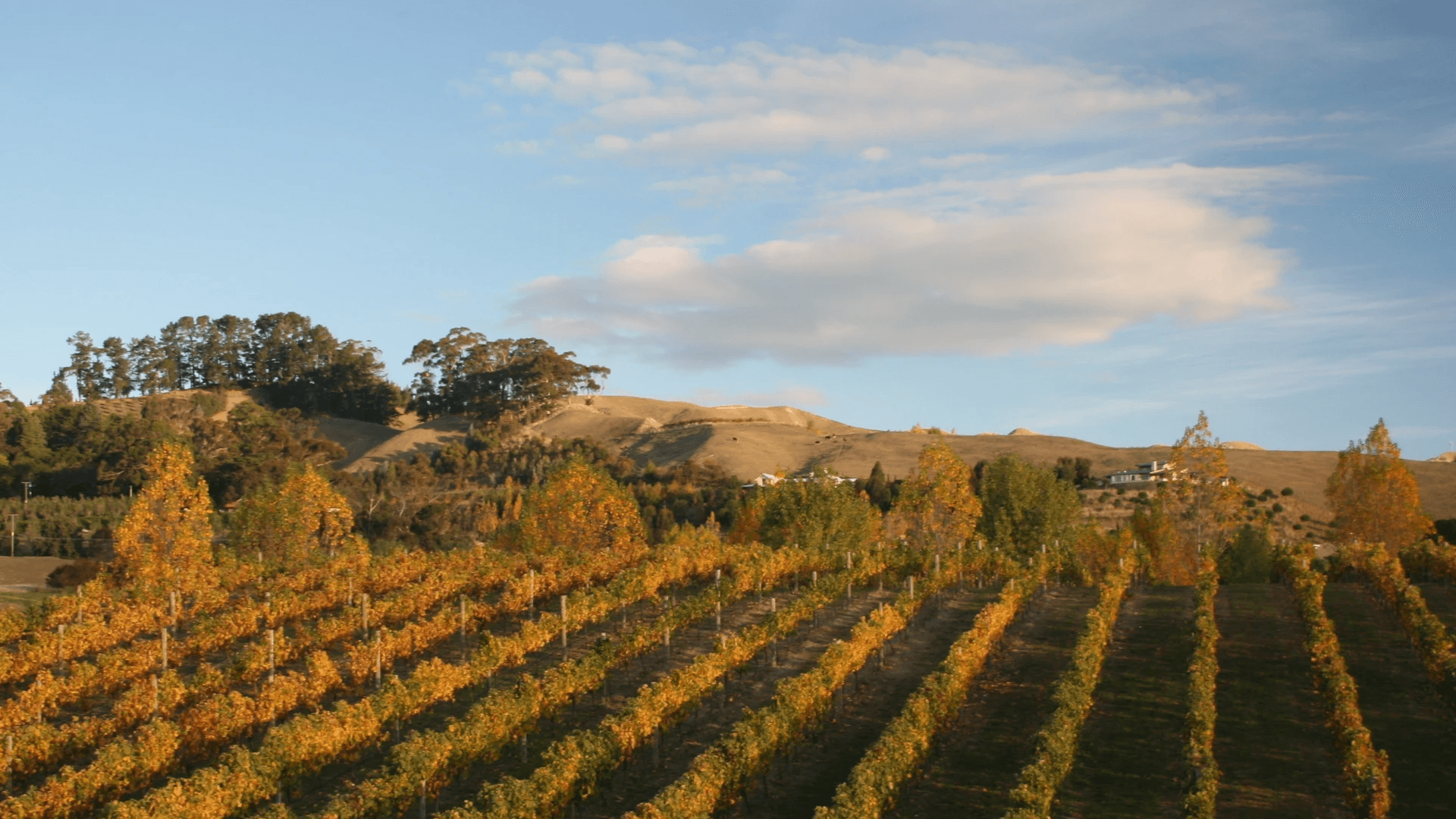 Hawke's Bay 葡萄酒 豪克斯灣紅酒 豪克斯灣白酒 豪克斯灣酒莊 Hawke's Bay Wine 豪克斯灣葡萄酒旅遊 豪克斯灣品酒活動 豪克斯灣產區解析 豪克斯灣酒莊遊記