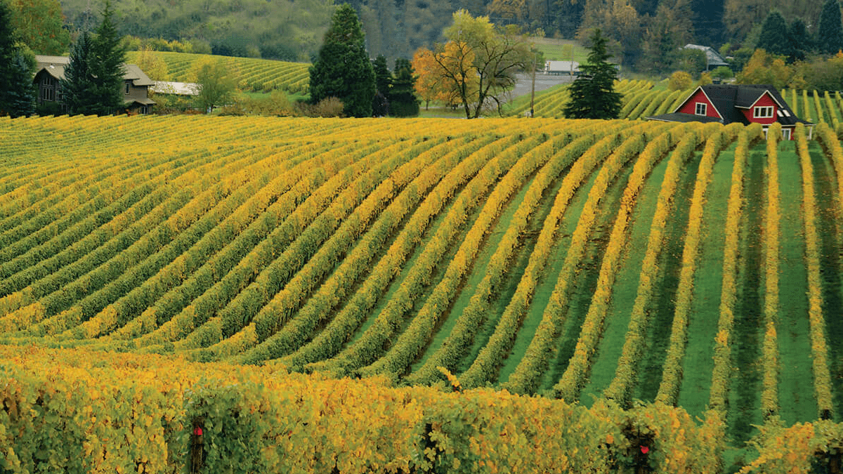 Willamette Valley 葡萄酒 黑皮諾產區 霞多麗產區 灰皮諾產區 雷司令產區 Willamette Valley 酒莊 Willamette Valley 葡萄品種 威拉米特谷歷史 威拉米特谷氣候特徵 威拉米特谷土壤類型 威拉米特谷葡萄酒生產數據 Domaine Drouhin 葡萄酒 Willamette Valley Vineyards 葡萄酒 Eyrie Vineyards 葡萄酒