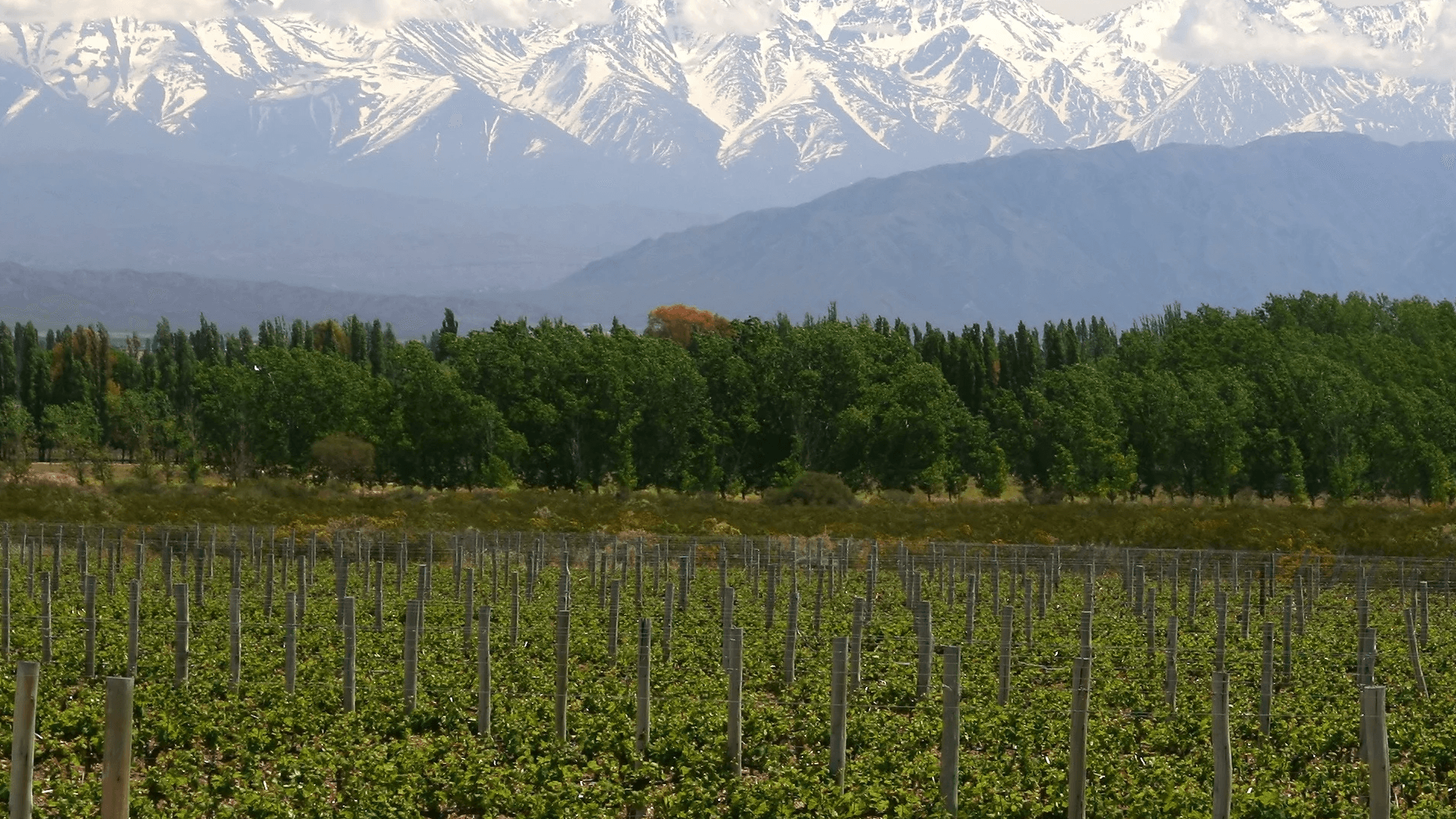 Salta 葡萄酒 薩爾塔紅酒 薩爾塔白酒 薩爾塔酒莊 Salta Wine 薩爾塔葡萄酒旅遊 薩爾塔品酒活動 薩爾塔產區解析 薩爾塔酒莊遊記