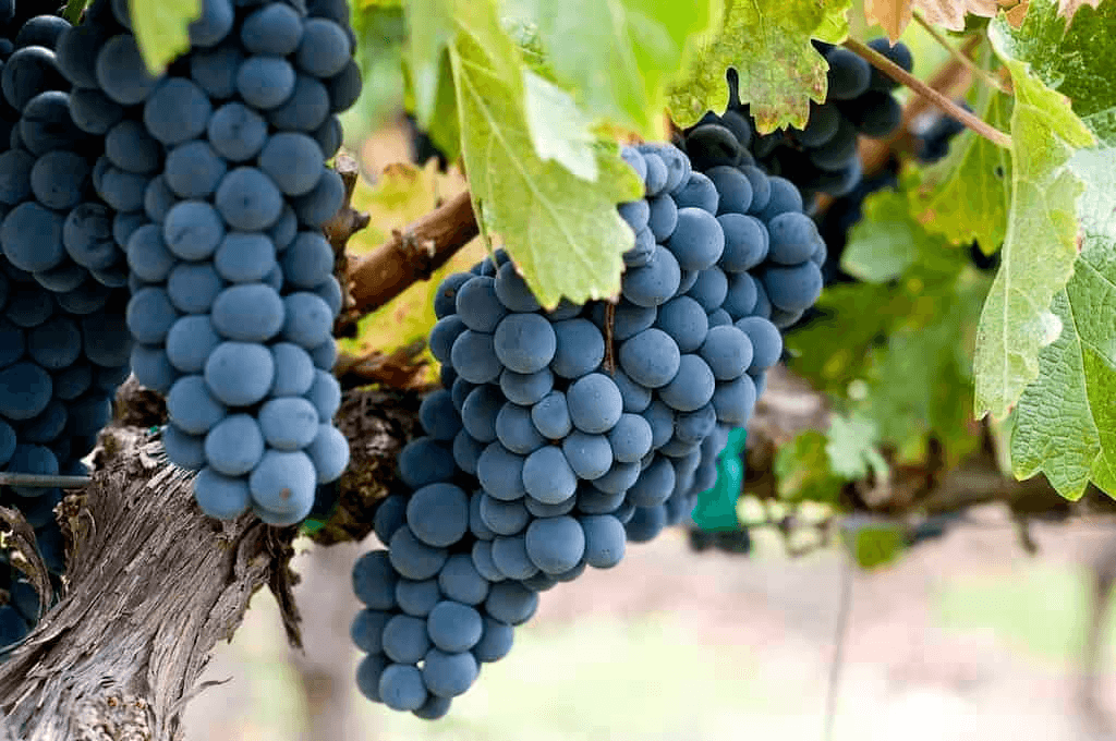 Zinfandel（仙粉黛）