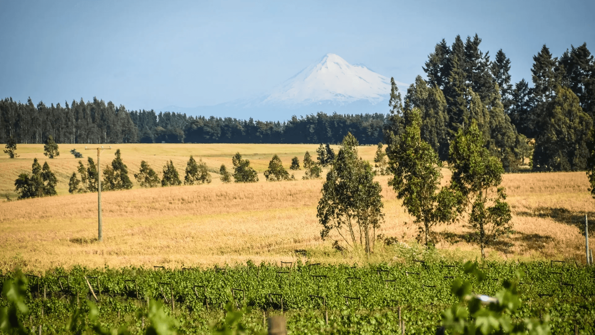Patagonia 葡萄酒 巴塔哥尼亞紅酒 巴塔哥尼亞白酒 巴塔哥尼亞酒莊 Patagonia Wine 巴塔哥尼亞葡萄酒旅遊 巴塔哥尼亞品酒活動 巴塔哥尼亞產區解析 巴塔哥尼亞酒莊遊記