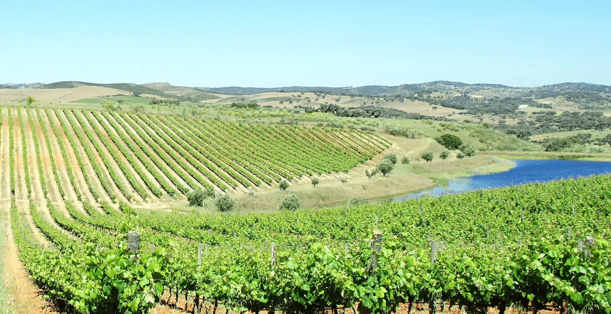 Alentejo 葡萄酒 阿連特茹紅酒 阿連特茹白酒 阿連特茹酒莊 Alentejo Wine 阿連特茹葡萄酒旅遊 阿連特茹品酒活動 阿連特茹產區解析 阿連特茹酒莊遊記