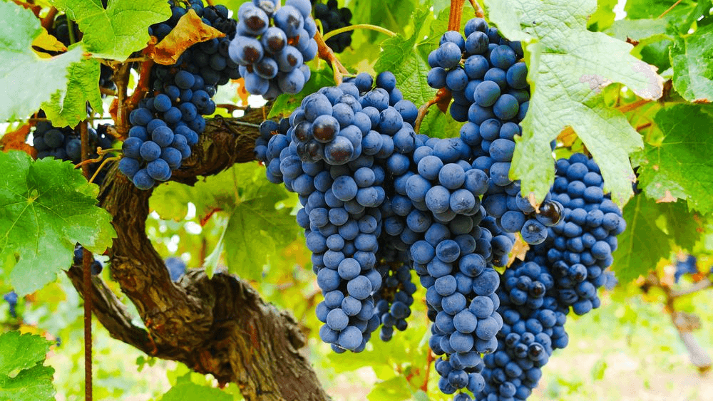Cinsault