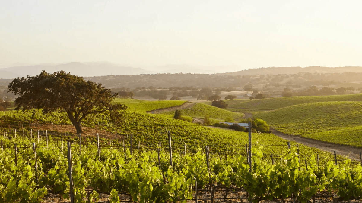 Napa Valley 葡萄酒 Napa Valley紅酒 Napa Valley 酒莊 Napa Valley Wine Napa Valley 葡萄品種 赤霞珠產區 霞多麗產區 Napa Valley 酒推薦 Napa Valley葡萄 Napa Valley 葡萄酒旅遊 Napa Valley 品酒活動